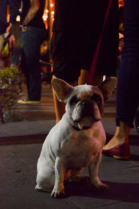 Close-up of dog sitting on road