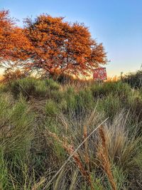 Trees on field against sky during autumn