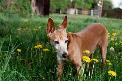 View of dog on field