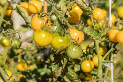 Yellow cherry tomatoes also called grape tomatoes named lycopersicon esculentum var. cerasiforme