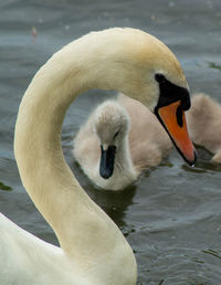 High angle view of large mute swan swans  cygnets neck swimming in lake with reflection