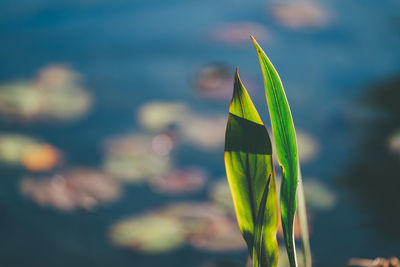 Close-up of plant