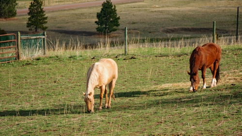 Horse grazing in a field