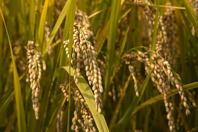 Close-up of stalks in field