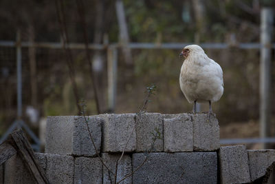 Close-up of bird perching on retaining wall