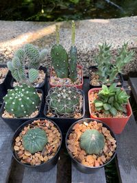 High angle view of potted cactus plants in yard