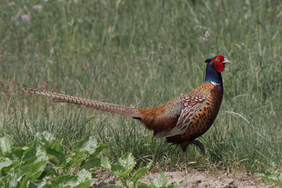 Side view of a bird phesant on field