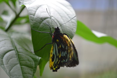 Close-up of butterfly on leaf