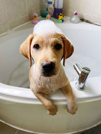 Cute puppy bathtime