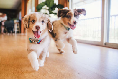 Happy puppies running at home
