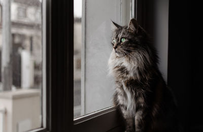 Close-up of cat in window