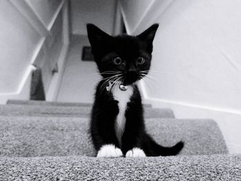 Portrait of cat sitting on floor at home