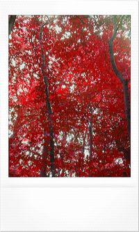 Full frame shot of tree