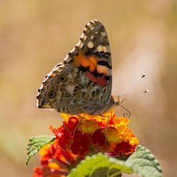 Close-up of butterfly pollinating flower