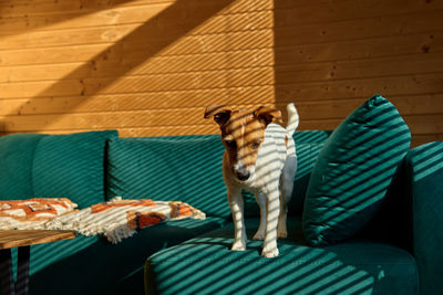 High angle view of dog on table