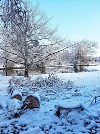 Bare tree against clear sky during winter