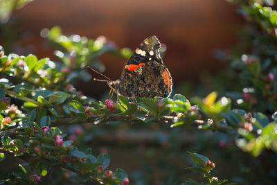 Close-up of bird perching on plant