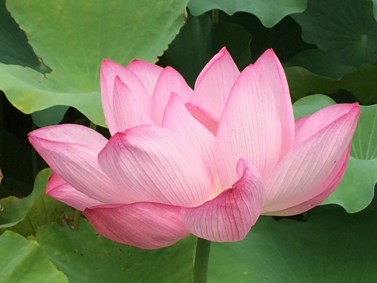 Buddha flowers