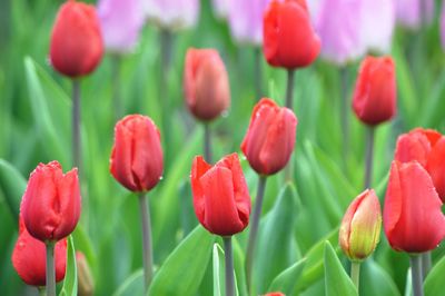 Close-up of red tulips