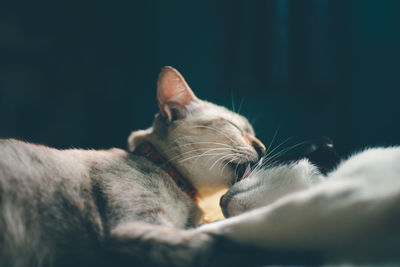 Close-up of cat sleeping at home