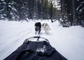 First person view from a dog sled pulled by dogs in a winter forest, canmore, canada