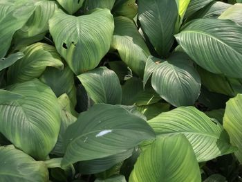 Full frame shot of leaves