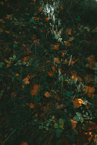 High angle view of trees growing on field