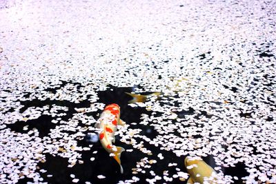 High angle view of koi fish in pond