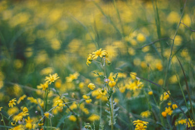 Close-up of yellow flowering plant