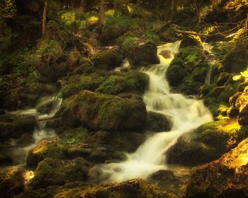 Scenic view of waterfall in forest