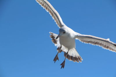 Low angle view of seagull flying against clear blue sky