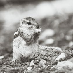 Close-up of chipmunk on field