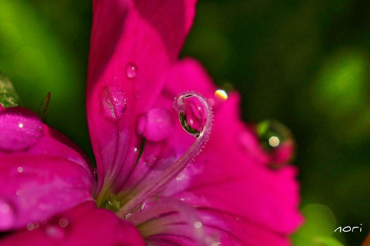 flower, freshness, petal, fragility, drop, water, close-up, growth, flower head, wet, beauty in nature, pink color, focus on foreground, nature, selective focus, dew, plant, blooming, in bloom, droplet