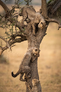 Cheetah cubs on tree trunk