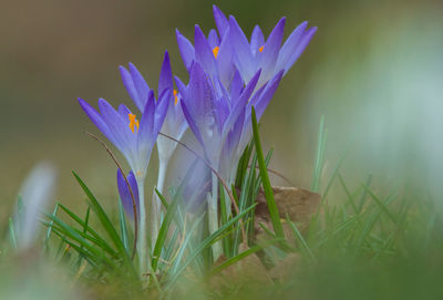 Close-up of purple crocus flowers on field