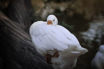 Close-up of a bird perching