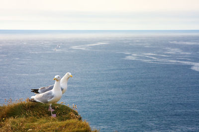 Seagull on a sea