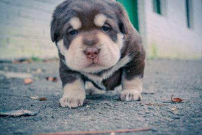 Close-up portrait of a dog