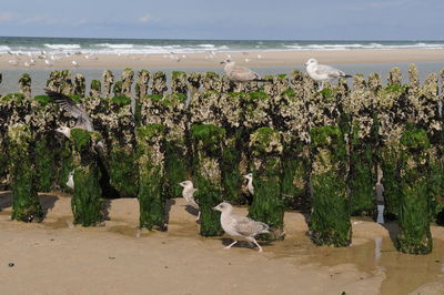 Scenic view of beach