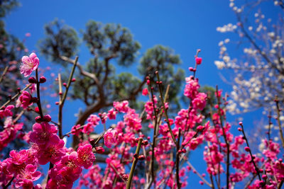 Low angle view of pink cherry blossom