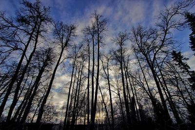 Low angle view of silhouette trees against sky