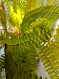 Close-up of fern leaves