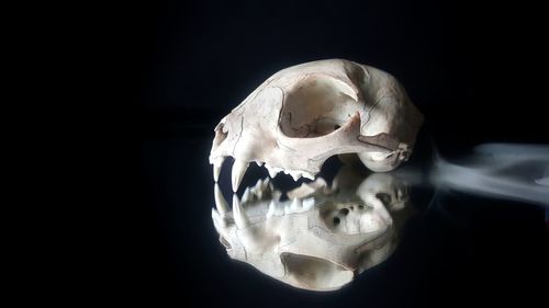 Close-up of human hand against black background