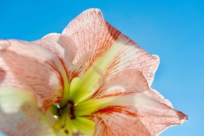 Close-up of red rose flower against sky