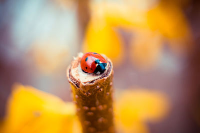 Macro shot of ladybug on stick