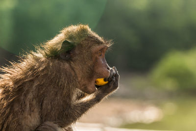 Side view of long-tailed macaque eating banana in zoo