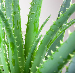 Aloe vera has been widely grown as an ornamental plant