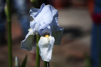 Close-up of white flowers