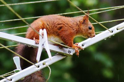 Close-up of eurasian red squirrel on metal