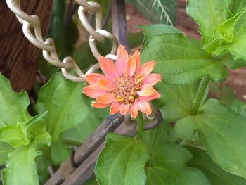 Close-up of flower blooming outdoors